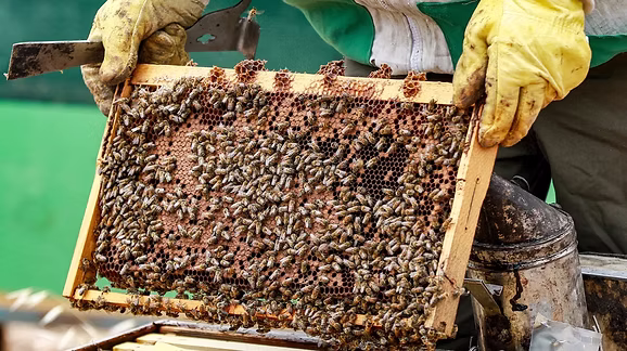 SOARING DEMAND FOR HONEY KEEPS JORDAN’S BEEKEEPERS BUSY